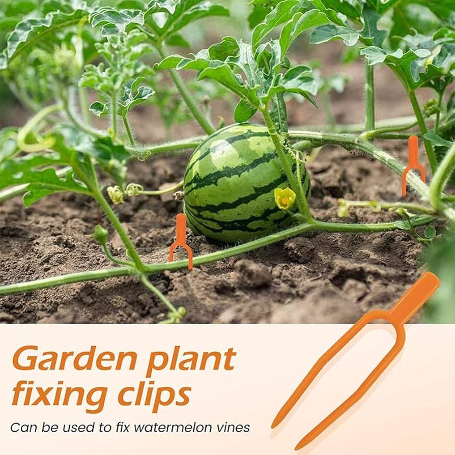 71O7+6MhAlL._AC_UF894, 71O7+6MhAlL._AC_UF894,